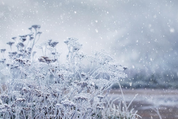 Winteransicht mit schneebedeckten Pflanzen bei starkem Schneefall