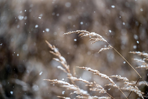 Winteransicht mit schneebedeckten Stielen von trockenem Gras auf einem verschwommenen Hintergrund während eines Schneefalls Nahaufnahme