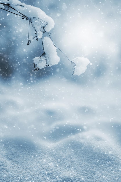 Winteransicht mit schneebedeckten trockenen Zweigen einer Pflanze auf dem Hintergrund des schneebedeckten Bodens während des Schneefalls