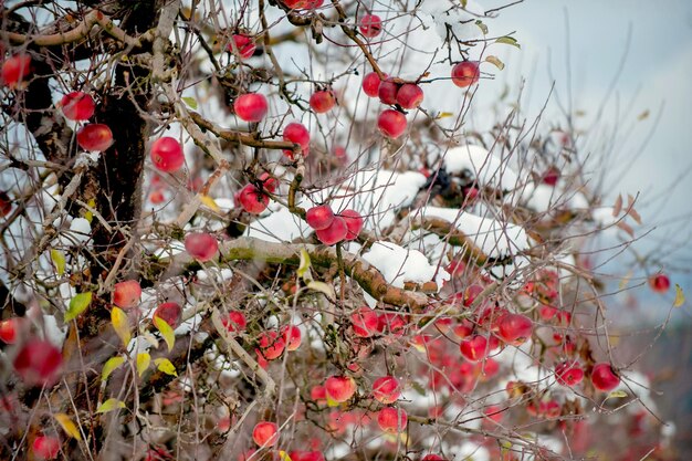 Winterapfelbäume mit Schnee in einem Obstgarten