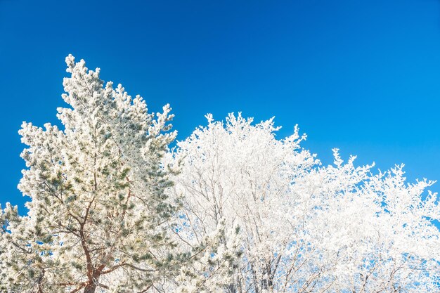 Winterbäume gegen den blauen Himmel. Schöne Winterlandschaft.