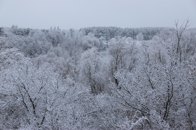 Winterbäume im weißen Schnee