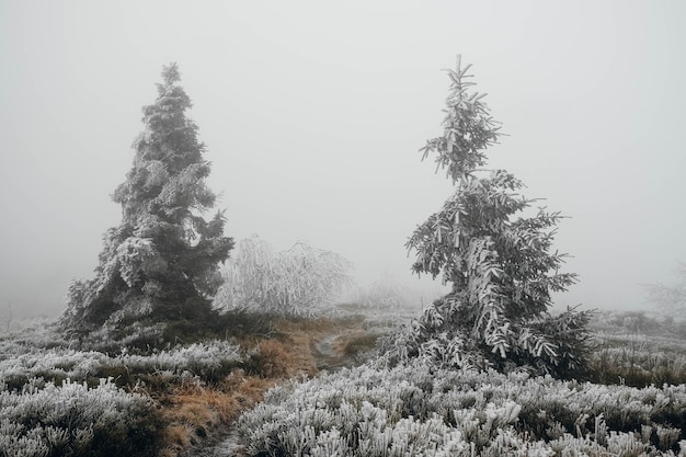 Winterbäume in Bergen, die mit frischem Schnee bedeckt sind Leeren Platz für Text kopieren