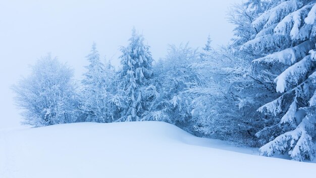 Winterbäume in den Bergen bedeckt mit frischem Schnee