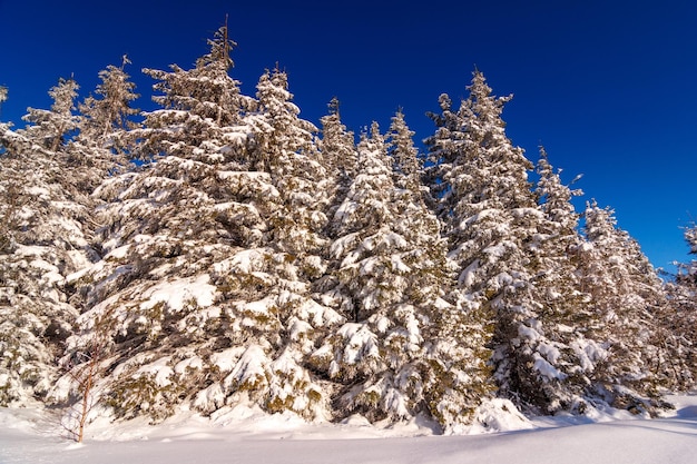 Winterbäume in den Bergen bedeckt mit frischem Schnee