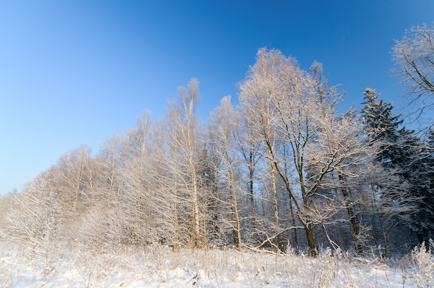 Winterbäume mit frischem Schnee bedeckt