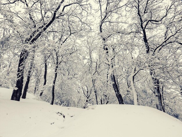 Winterbäume mit Schnee