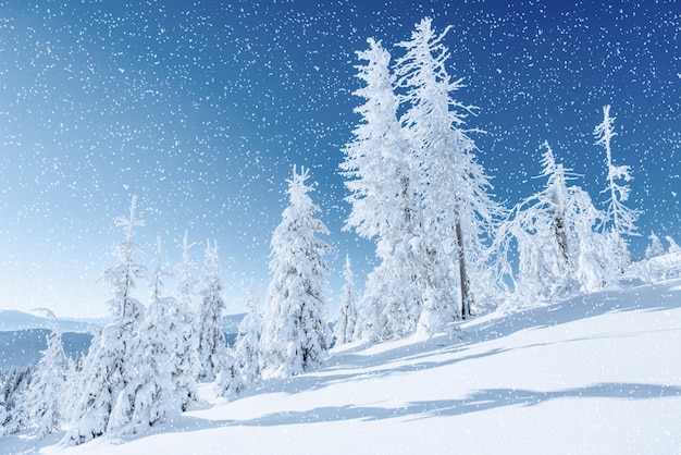 Winterbaum im Schnee. Karpaten, Ukraine, Europa. Bokeh Licht ef