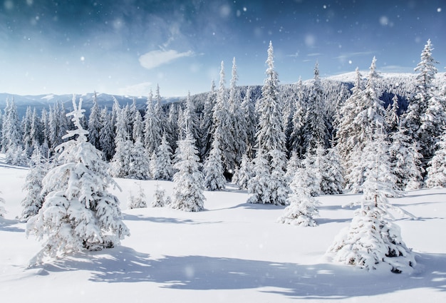 Winterbaum im Schnee. Karpaten, Ukraine, Europa. Bokeh Lichteffekt, weicher Filter.