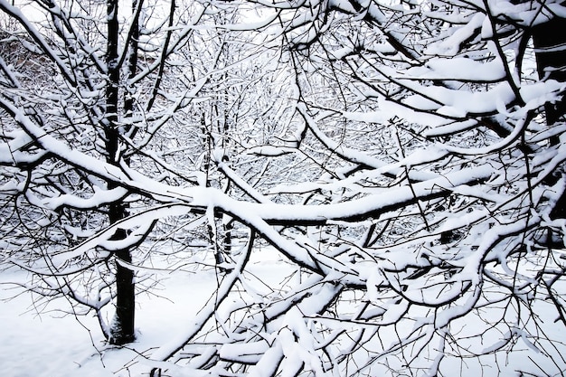 Winterbaum kahl unter Schnee