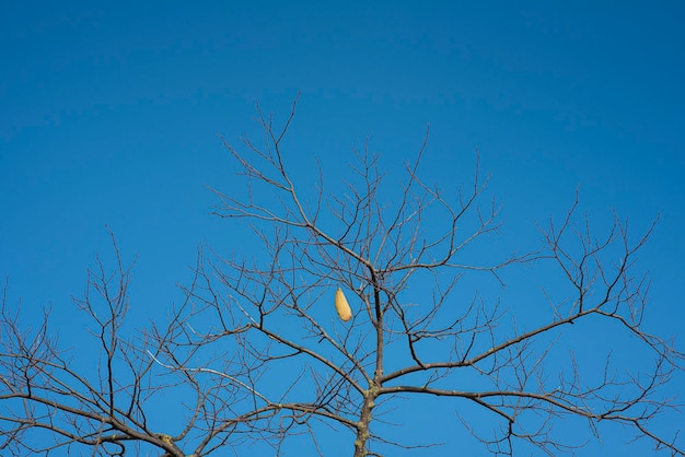 Winterbaumzweige mit einem Blatt gegen blauen Himmel letztes Blatt auf Baumbrunch