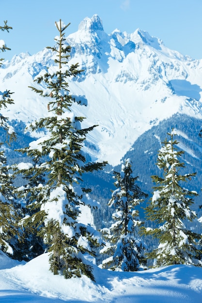Winterberg verschneite Tannenwaldlandschaft (Oberseite der Papagenobahn - Filzmoos, Österreich)