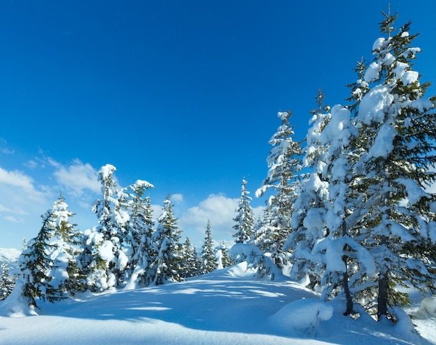 Winterberg verschneite Tannenwaldlandschaft (Oberseite der Papagenobahn - Filzmoos, Österreich)