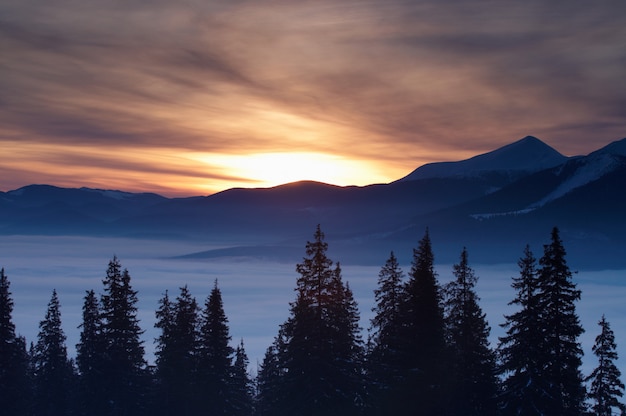 Winterberge und Tannen über Wolken bei Sonnenaufgang