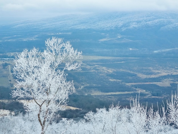 Winterberglandschaft Wald und Berge mit Schnee bedeckt