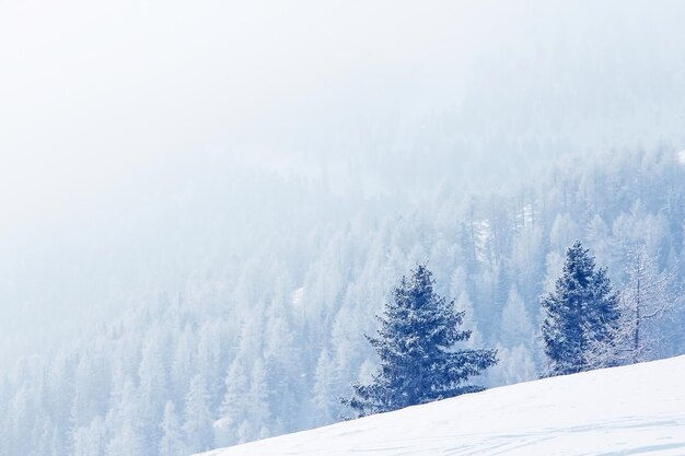 Winterbergwald im schnee