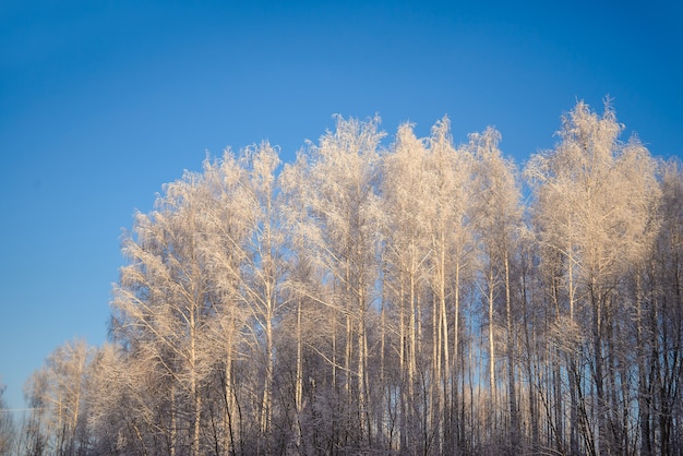 Winterbild mit schneebedeckten Bäumen für Weihnachtskarten