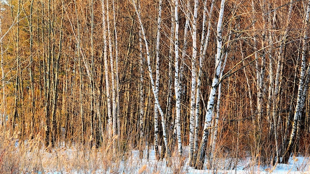 Winterbirkenwaldhintergrund