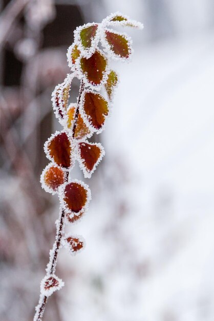 Winterblätter mit Schnee und Raureif bedeckt