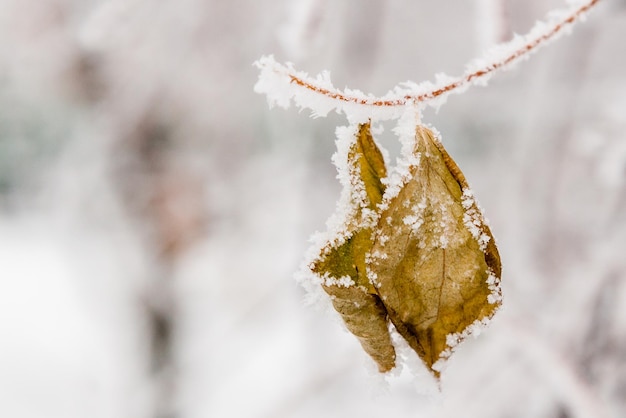 Winterblätter mit Schnee und Raureif bedeckt