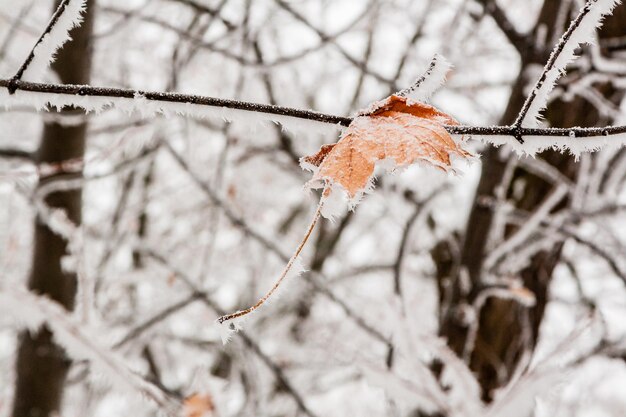 Winterblätter mit Schnee und Raureif bedeckt