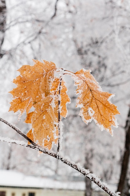 Winterblätter mit Schnee und Raureif bedeckt