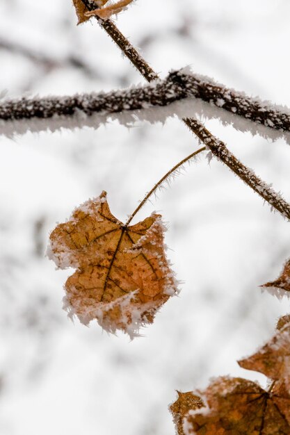 Winterblätter mit Schnee und Raureif bedeckt