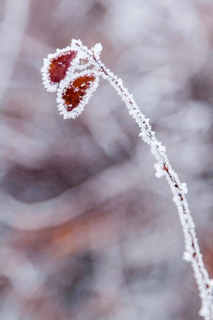 Foto winterblätter mit schnee und raureif bedeckt