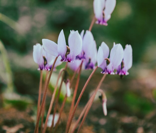 Foto winterblumen