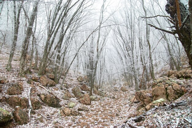 Wintereiswald mit schönen Bäumen