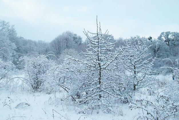 Wintereiswald mit schönen Bäumen