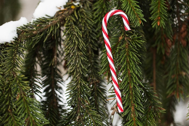 Winterferien und Dekorationskonzept - Zuckerstangen-Weihnachtsbaumspielzeug auf einem mit Schnee bedeckten Tannenzweig