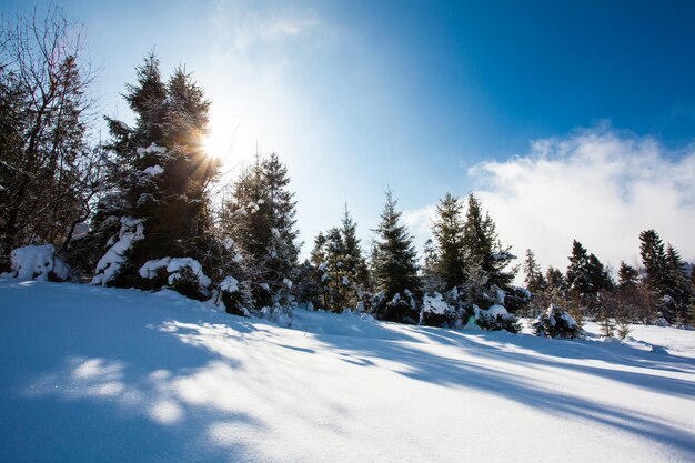 Winterfichten leuchten durch Sonnenlicht in den Karpaten in der Ukraine, Europa.