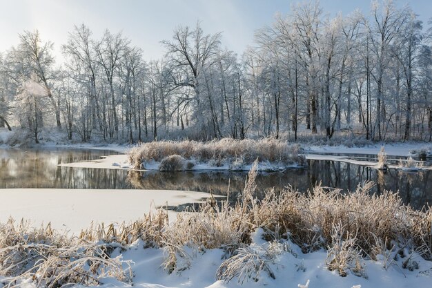 Winterflussbäume in der Schneeansicht des schneebedeckten Waldes