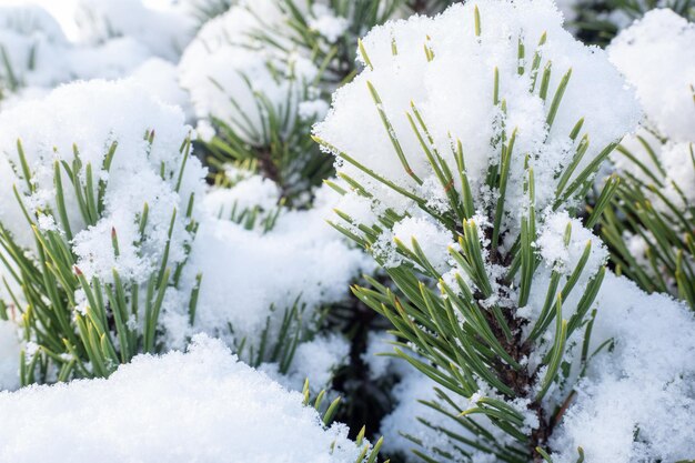 Winterfrost auf Kiefer