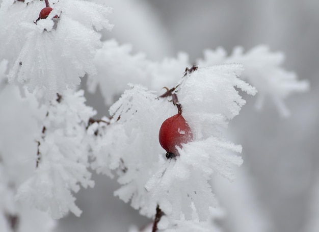 Winterfrost Hagebuttenbeere im Rauhreif