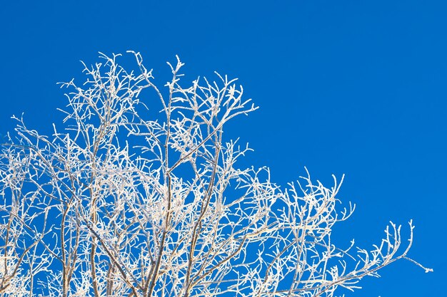 Winterfrostige Morgenbäume mit Frost bedeckt