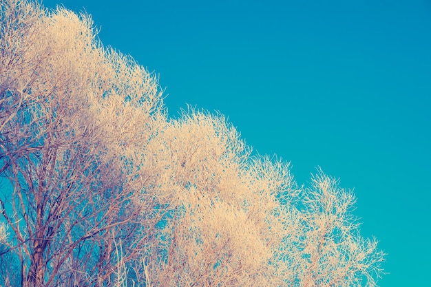 Winterfrostige Morgenbäume mit Frost bedeckt