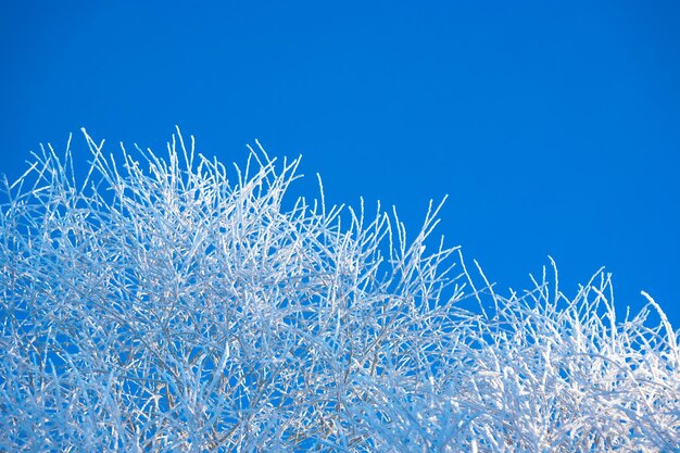 Winterfrostige Morgenbäume mit Frost bedeckt