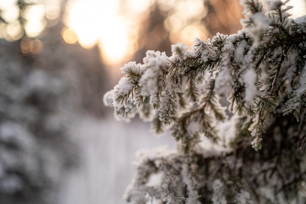 Winterfrostige Zweige. Schöne Äste mit Raureif und Schnee.