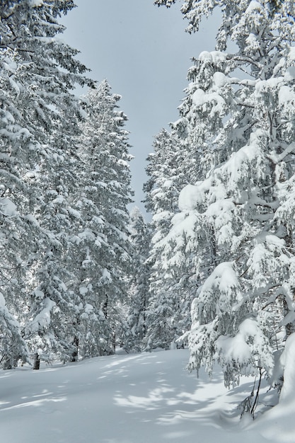 Winterfrostiger Wald mit gefrorenen Bäumen