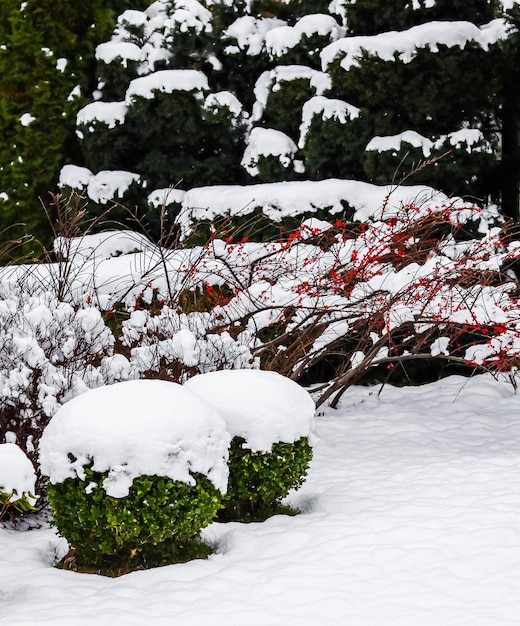 Wintergarten mit dekorativen Sträuchern und geformten Eiben und Buchsbäumen Buxus mit Schnee bedeckt Gartenkonzept