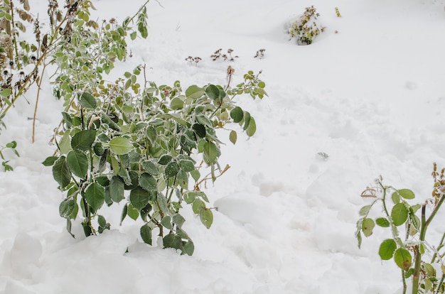 Wintergarten mit Pflanzen Blumen