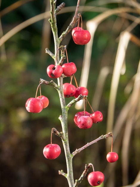 Foto wintergarten