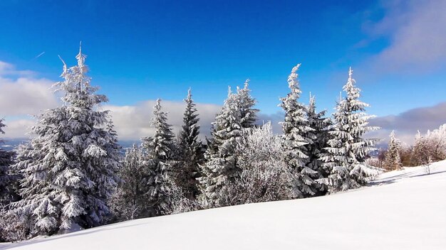 Wintergebirgslandschaft mit hohen Fichten und Schnee