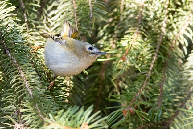 Wintergoldhähnchen Regulus regulus Der kleinste Vogel Eurasiens Sonniger Morgen sitzt ein Vogel auf einem Fichtenzweig