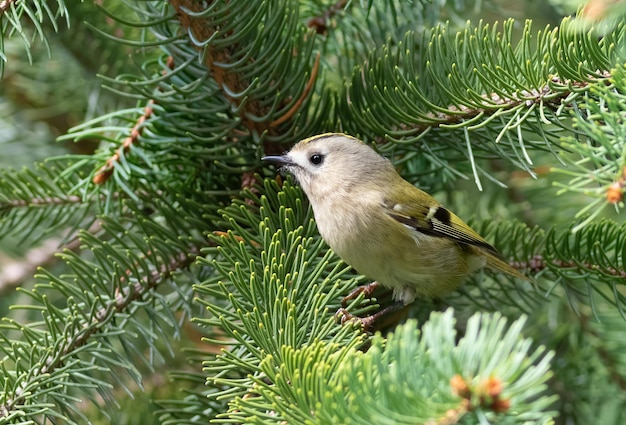 Wintergoldhähnchen Regulus regulus Ein kleiner Vogel sitzt auf einem Fichtenzweig