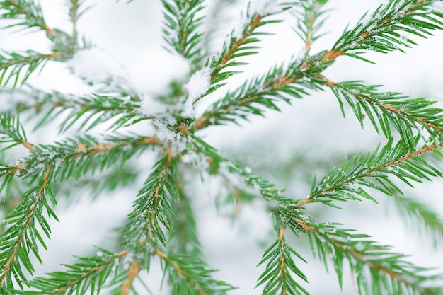 Winterhintergrund der Fichte im Schnee