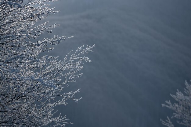 Winterhintergrund in gedämpften Schatten mit Frost auf den Bäumen