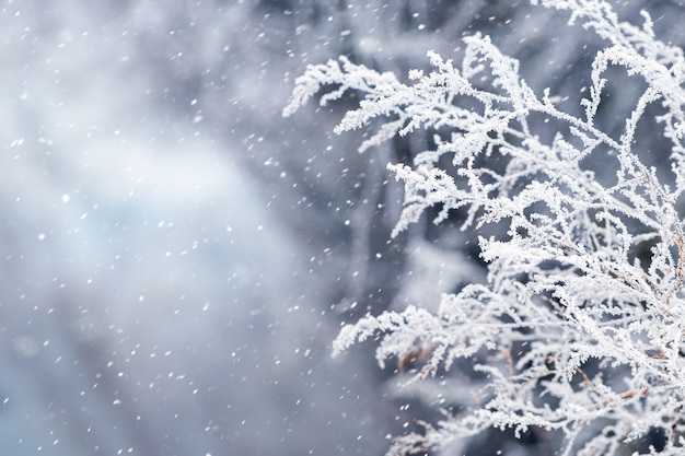 Winterhintergrund mit frostbedecktem trockenem Gras auf unscharfem Hintergrund während eines Schneefalls